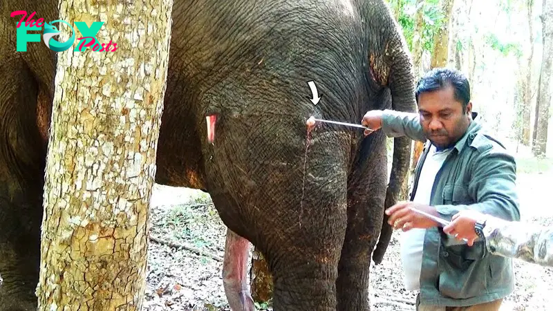 kp6.”Miracles of rescue: Elephants found in dire straits and rescued just in time.”