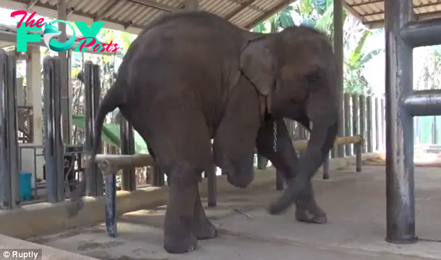 rin Touching Moment: Resilient Elephant Celebrates New Limb in Heartwarming Video