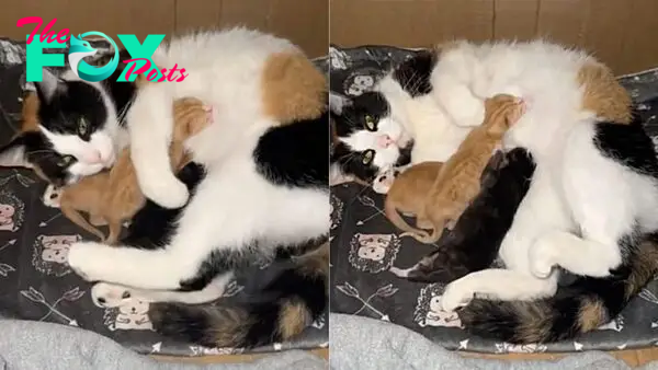 Calico Mama Feline Welcomes An Abandoned Kitten Into Her Litter