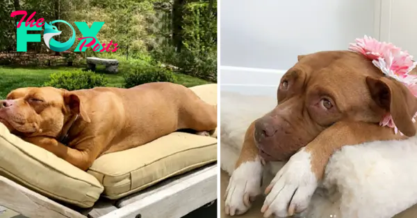 “Lola’s Journey: From Garage to Happiness – Pit Bull Spends 8 Years Searching for a Place to Call Home”