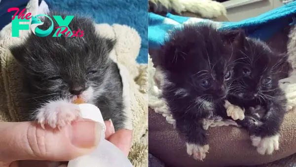 Newborn Kittens Found In Bin Bag Are One Step Closer To Their Forever Home