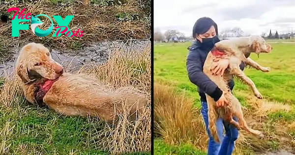 Abandoned hunting dog was found in horrible condition. Her body started rotting. (VIDEO)