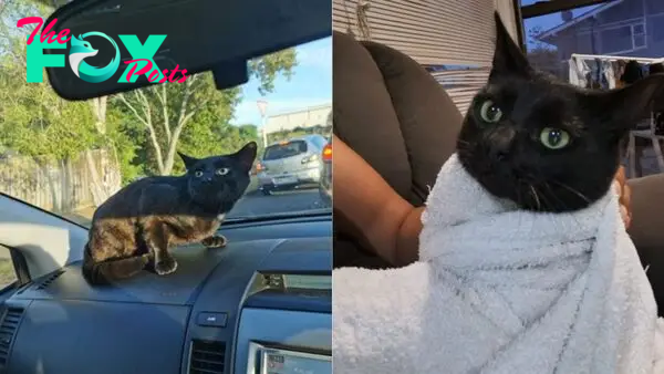 A Stray Cat Gets In The Car And Surprises The Whole Family