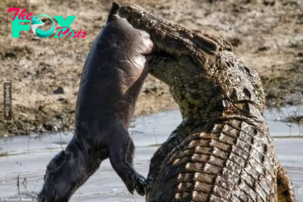 Fearless Mother Hippo Sacrifices to Protect Newborn: Deadly Encounter with Crocodile Ends in Victory