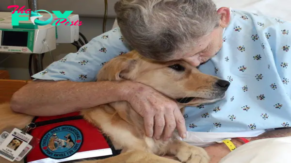 rom. The loyal dog named Jack walked 10km to the hospital to visit his owner in their final days. In a touching moment, Jack gently kissed his owner, leaving a profound impression on witnesses due to their deep connection.