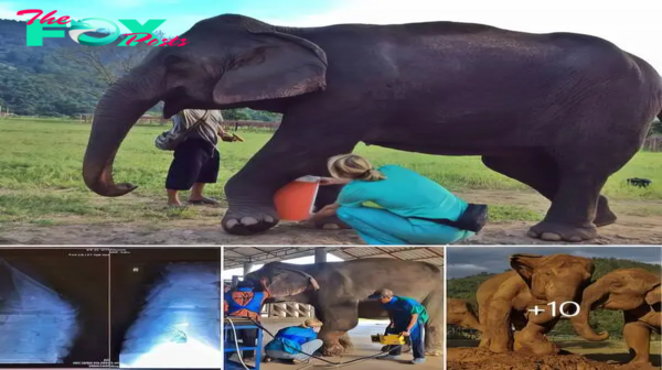 Triumph of Freedom: KaBu the Elephant’s Journey from Captivity to Liberation