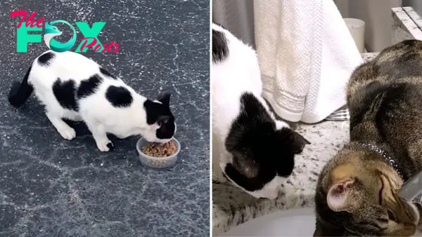 Stray Cat Gets Adopted And Starts Copying Everything His Feline Brother Does