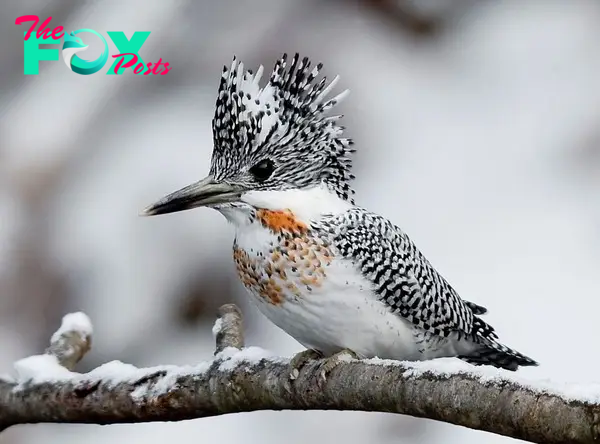 QL Shaggy Mohawk And Stunning White Plumage Flecked With Black On Back And Wings, Crested Kingfisher Is Worth Attention ‎