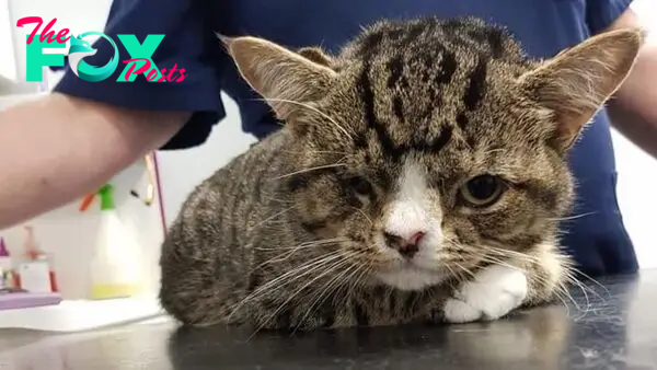 A Kitten With A Defect Is Deemed Ugly, But He Just Wants Love