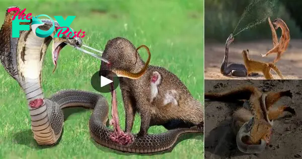 Predator’s Reckoning: The Relentless Triumph of a Blind Mongoose Over a Cobra