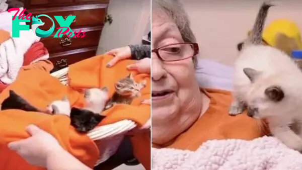 Hospice Patient Gets Her Last Wish To Cuddle With A Basket Full Of Kittens