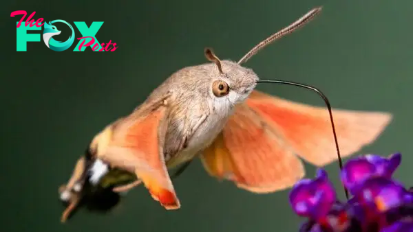 Hummingbird hawk-moth: The bird-like insect with a giant sucking mouthpart
