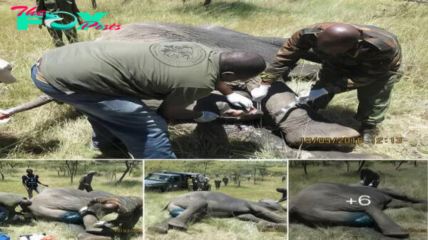 A Heart-Wrenching Journey: Struggles and Loss in an Elephant Herd