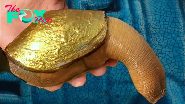 f.The special “elephant snail” has a shell made of gold, a body containing many pearls and weighs more than 3kg.f