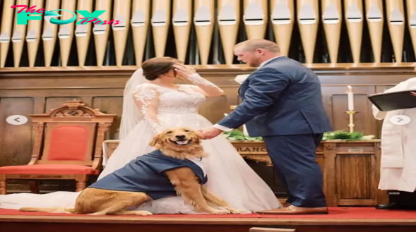 “Return to the big day: Lost dog reunites on owner’s wedding day after 2 years of absence”
