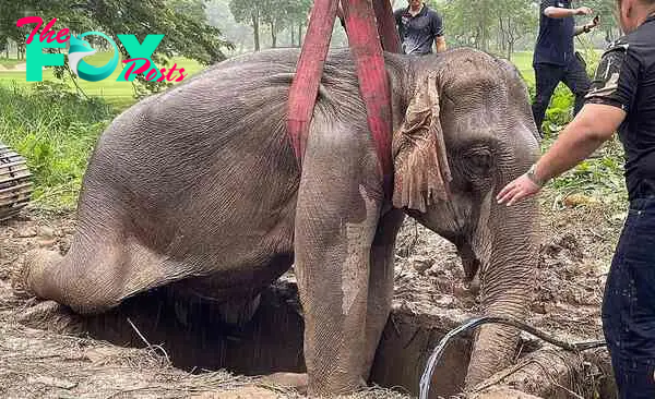 binh. “Incredible Unity: People Unite to Rescue Mother and Baby Elephant Trapped in Deep Hole, Demonstrating Compassion and Determination.”