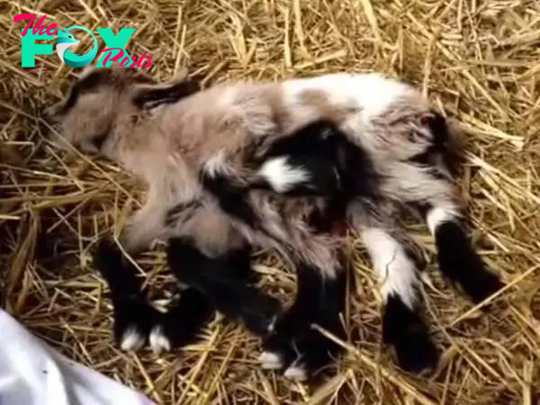 SAI. “Unprecedented: Eight-Legged Creature Born on Croatian Farm”.SAI