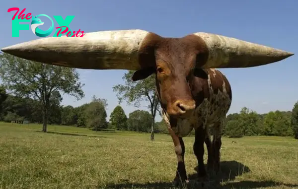 f.A pair of giant horns crowns the head of the world’s largest cow breed, clearly revealing the majesty of a giant.f