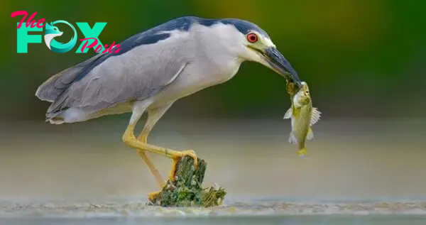 B83.Introducing the Black-crowned Night Heron, a master river hunter whose beauty reflects the elegance of the water.