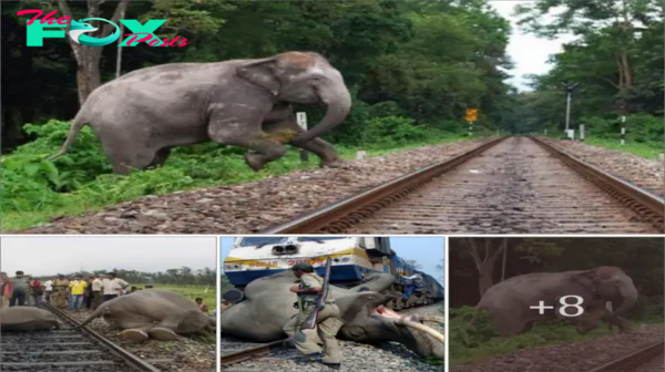 SVL. Unite for Life: Let’s Save Elephants Stuck on Railways.