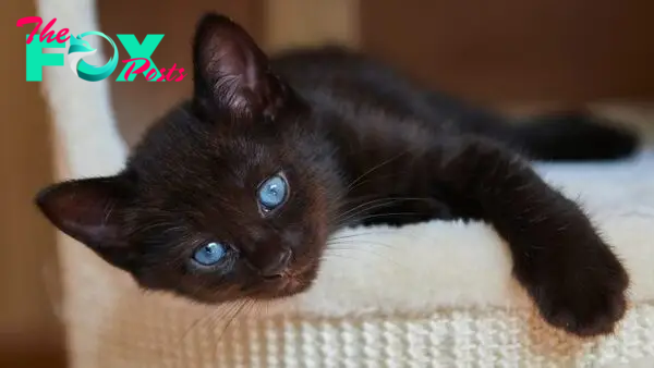 List Of Black Cats With Blue Eyes