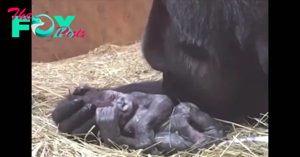 Aww Pregnant Gorilla Gives Birth, Then Does The Most ‘Humanlike’ Thing To Her Baby