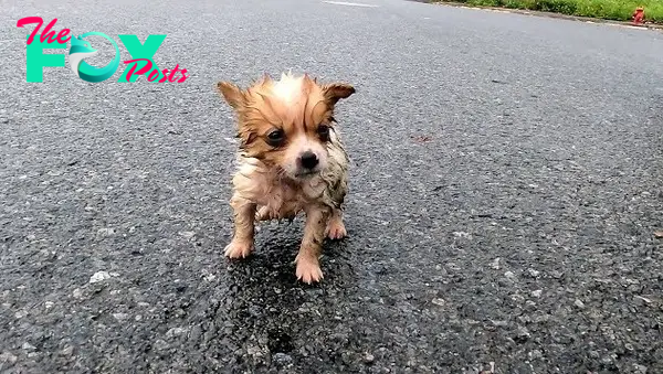 awwCry in the Storm: The Lone Struggle of a Tiny Puppy Abandoned by the Elements.