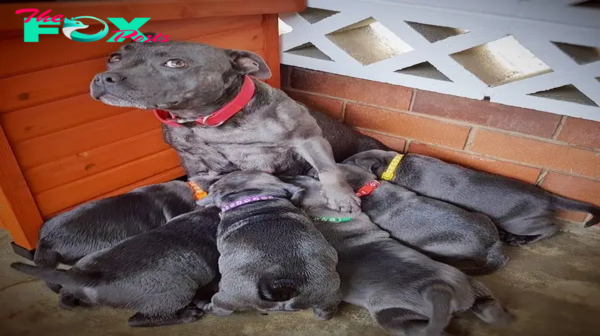 AH A mother pitbull dog’s joyful radiance shines brightly as she welcomes 7 adorable puppies into the world, painting a heartwarming picture of pure love and new beginnings
