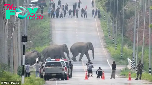 QL Traffic-Stopper Spectacle: 50 Elephants Amble Across Thai Highway, Creating a Spectacular Moment. ‎