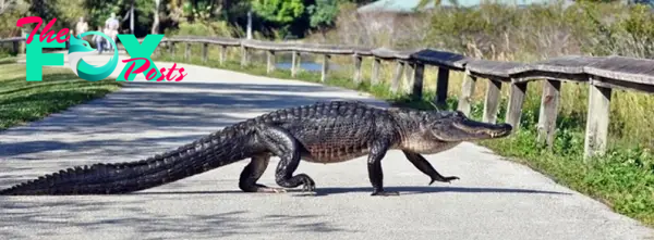 Sol.The image stirred emotions of fear and wonder among urban residents and officials alike. As an alligator braves an epic quest to reconnect with his missing offspring.