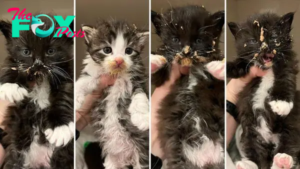 This Foster Mom Rescued Four Kittens From Pouring Rain And A Cold Outdoor Life
