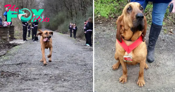 “The Dog Strides Over: His Unexpected Journey to Finish 7th in the Half Marathon”