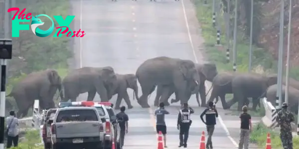 binh. “Majestic Elephant Parade Mesmerizes in Breathtaking Road-Crossing Spectacle! Graceful Giants Leave Unforgettable Impression on Onlookers in Enchanting Journey.”