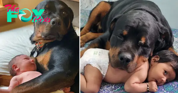 “Loving Discoveries: Frozen Dog and Special Moments with Newborn Baby”
