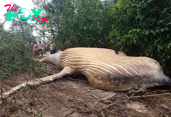 f.Incredible reveal of a 10-tonne whale amid the foliage of the Amazon rainforest.f