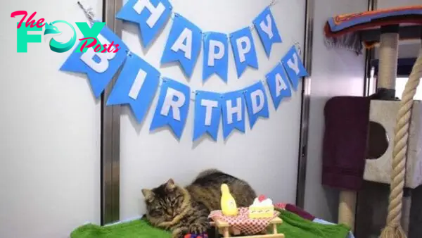 Shelter Throws A Birthday Party For A Cat Hoping Someone Would Adopt Her And No One Comes