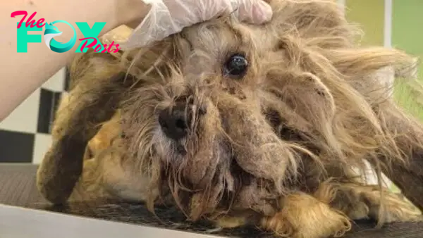 Matted Dog Neglected For Years Shocks Everyone With His Amazing Transformation