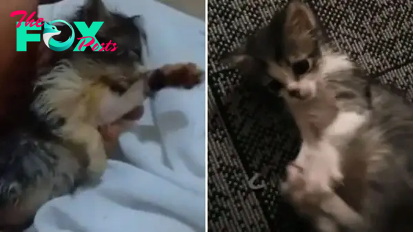 Limp Kitten Found In A Pile Of Garbage Still Has A Flicker Of Life