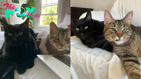 10-Year-Old Inseparable Felines Find Their Dream Home Together