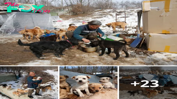 lamz.Kindness Unleashed: Korean Woman’s 26-Year Journey Saving Hundreds of Dogs