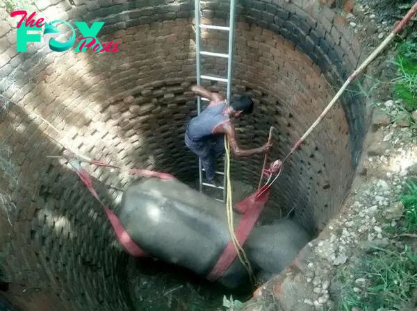 nht.”Incredible Rescue: Brave Team Saves Elephant from Treacherous 6m Deep Well”