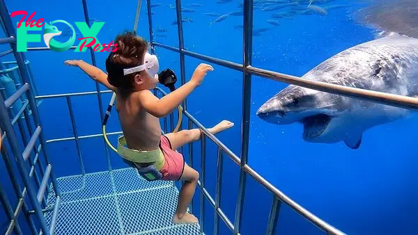 f.Brave 5-year-old explorer explores Mexican waters, encounters underwater wonders and comes face to face with great white sharks.f
