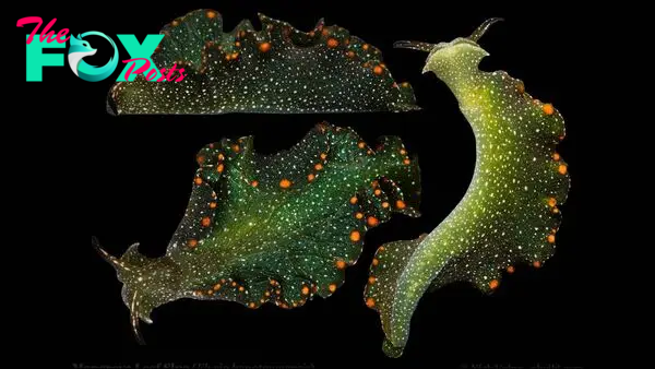 Mangrove leaf slug: The solar-powered mollusk that gobbles up sunlight then goes months without eating
