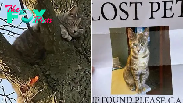 Feline Missing For 2 Weeks Found Stuck In A Tree