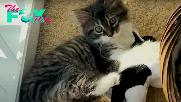 Cat Who Loves His Stuffed Animal Finally Gets A Sister