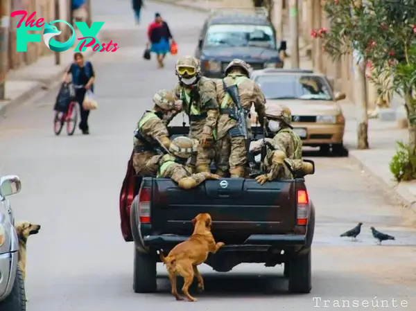 fo.A homeless dog chased after a military convoy for 4 kilometers, with eyes filled with desperation, clinging to the hope of being adopted and yearning for the opportunity to serve its country as a military dog.