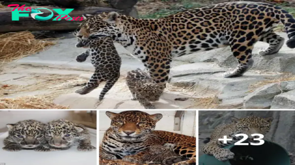 Lamz.Roaring Welcome: Paris Zoo Unveils Adorable Newborn Jaguar Cubs, Captivating Visitors