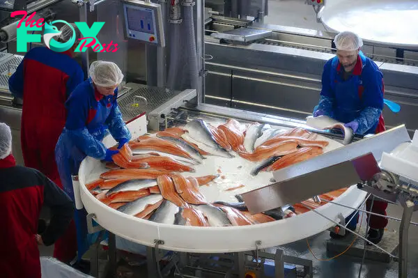 Why Massive Numbers of Farmed Salmon Are Dying