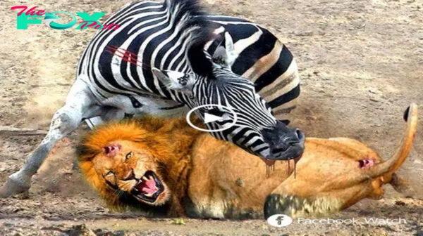 The Lion King wanted to kill the zebra but was kicked in the head by a series of kicks, almost having to go to hell