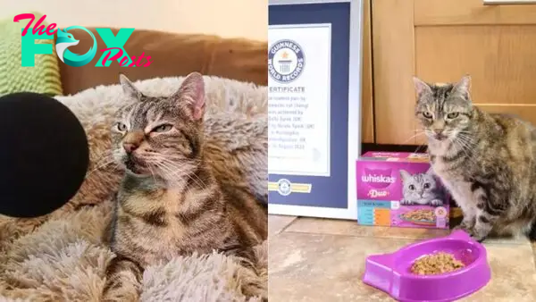 Bella The Cat Breaks The Guinness World Record For Loudest Purr